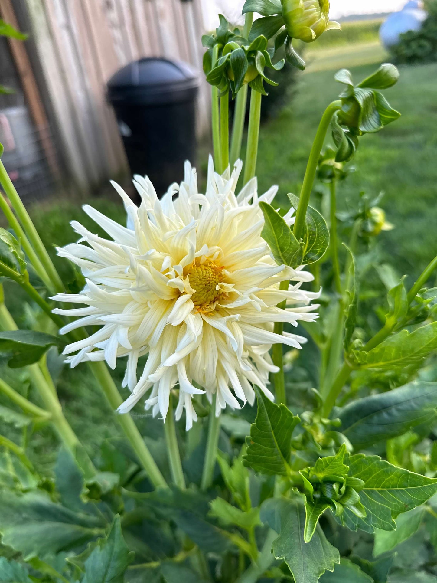 Cactus Dahlia