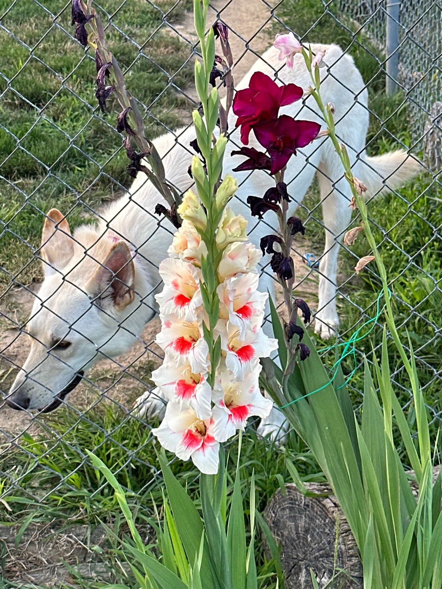 Gladiolus
