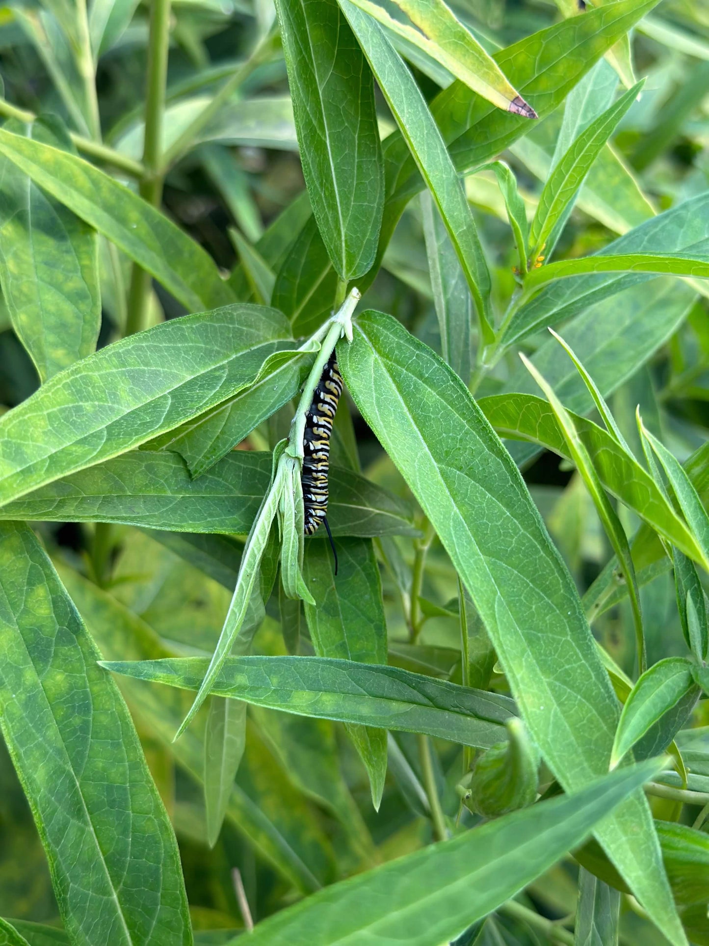 Asclepias incarnata ‘Ice Ballet’ (White Swamp Milkweed)