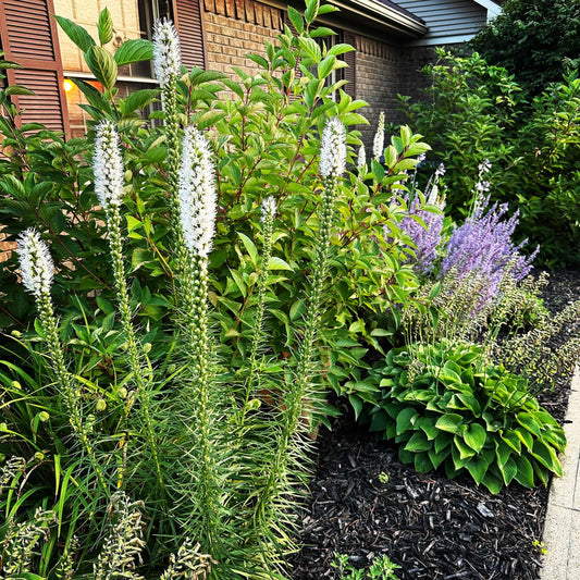 Blazing Star (Liatris)