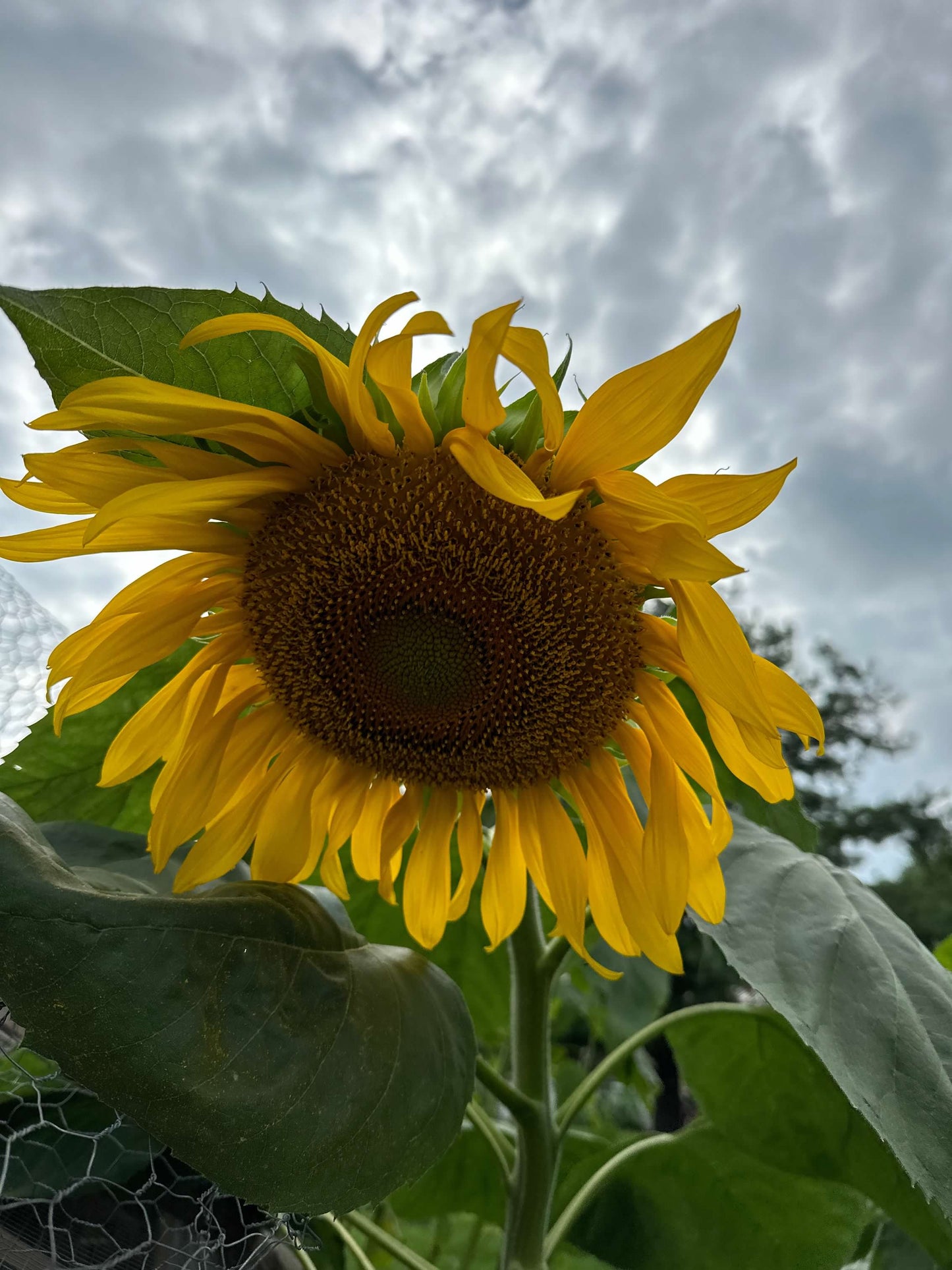 Mammoth Sunflower