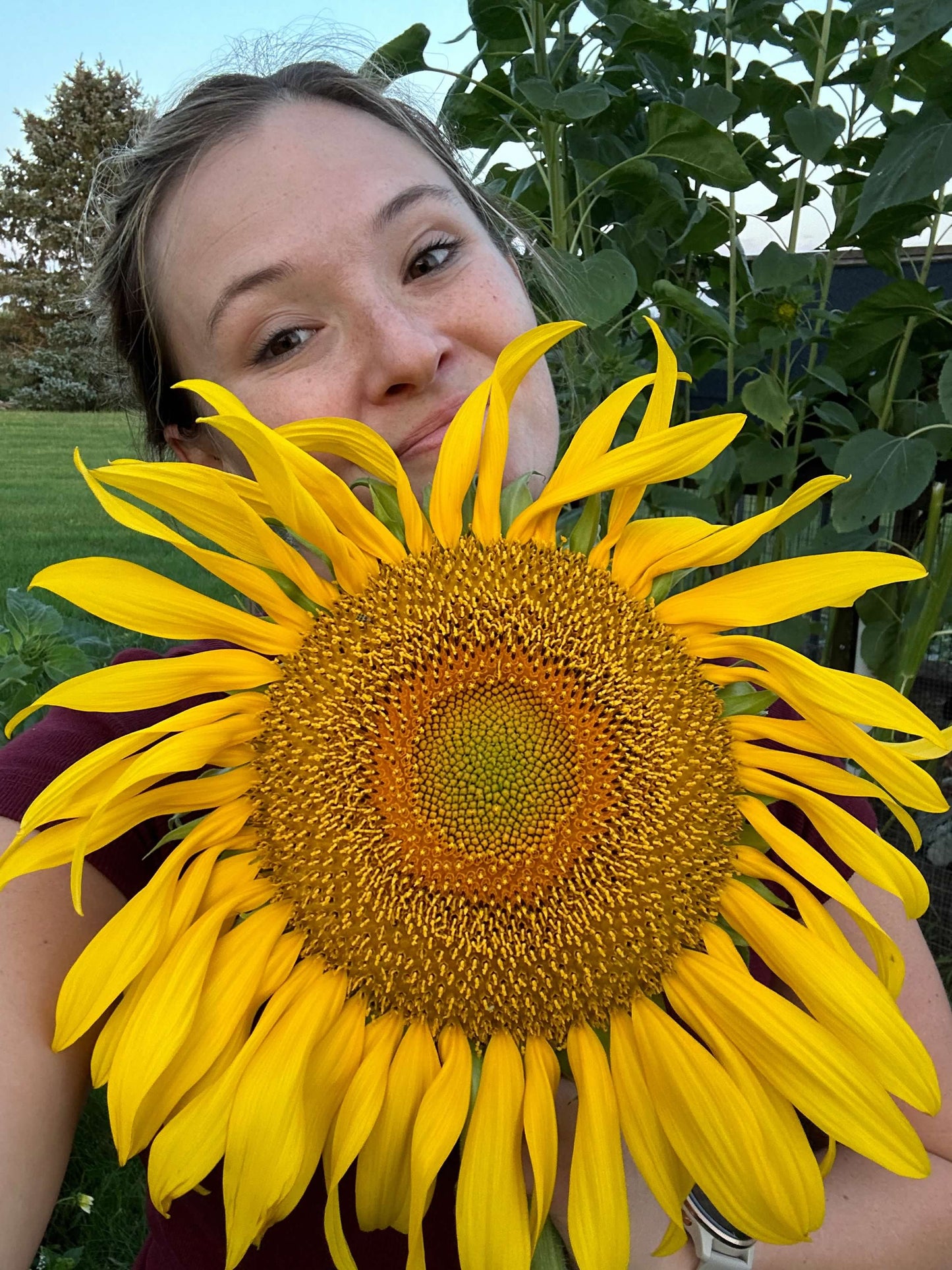 Mammoth Sunflower