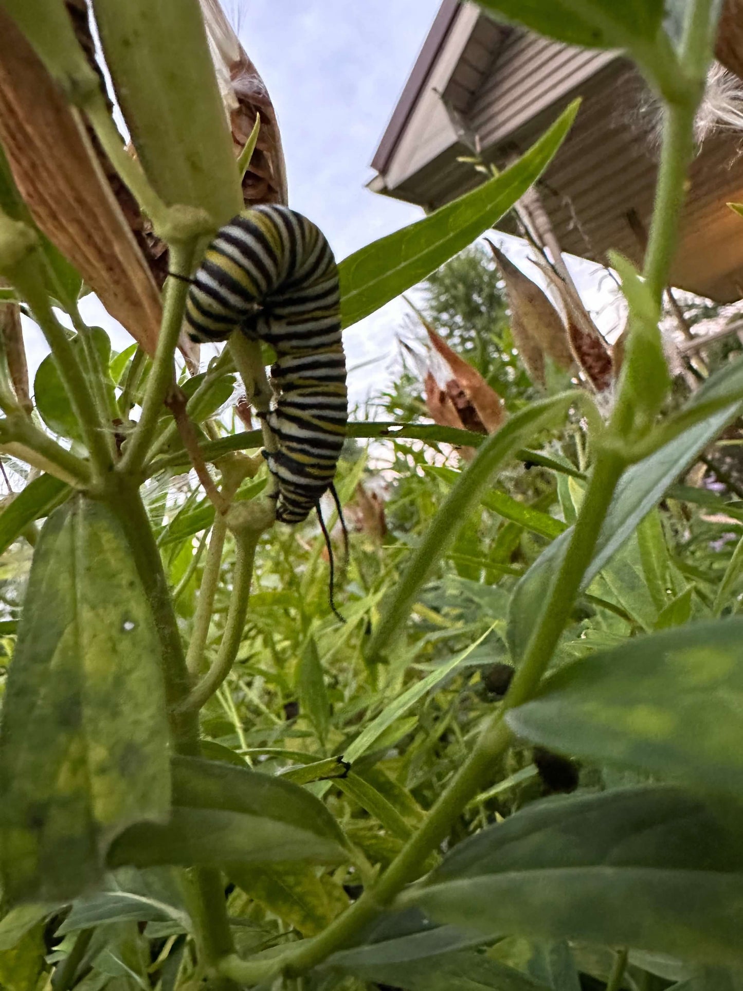 Asclepias incarnata ‘Ice Ballet’ (White Swamp Milkweed)