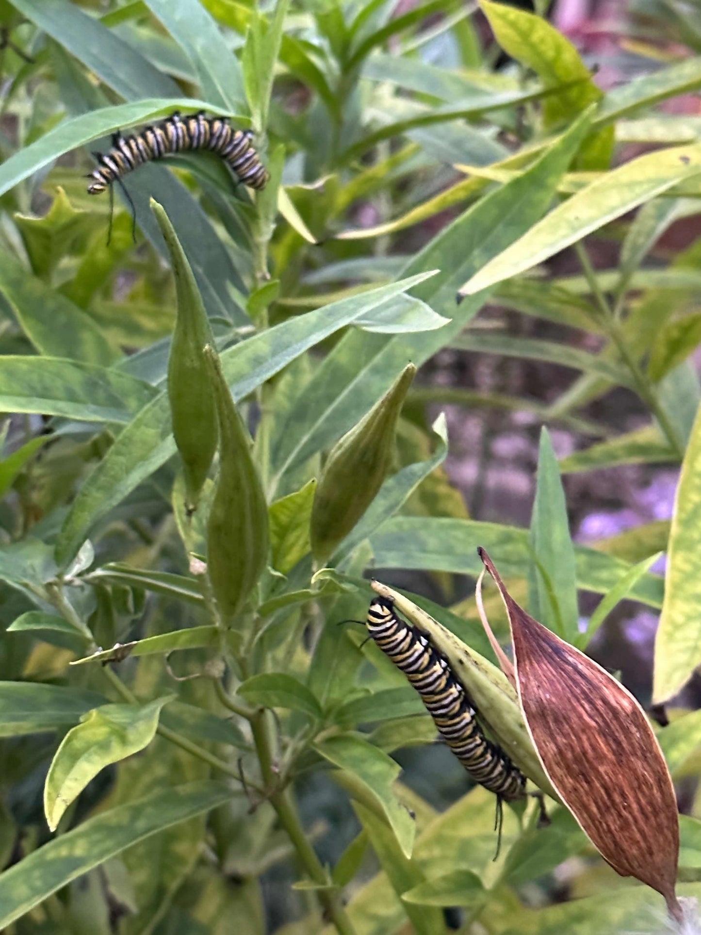 Asclepias incarnata ‘Ice Ballet’ (White Swamp Milkweed)