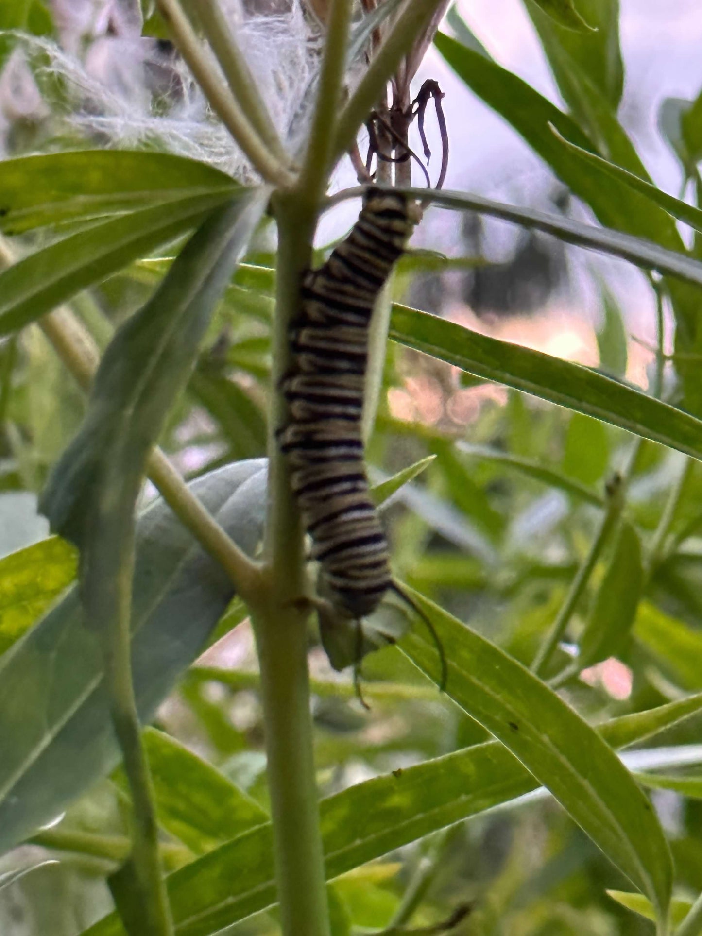 Asclepias incarnata ‘Ice Ballet’ (White Swamp Milkweed)