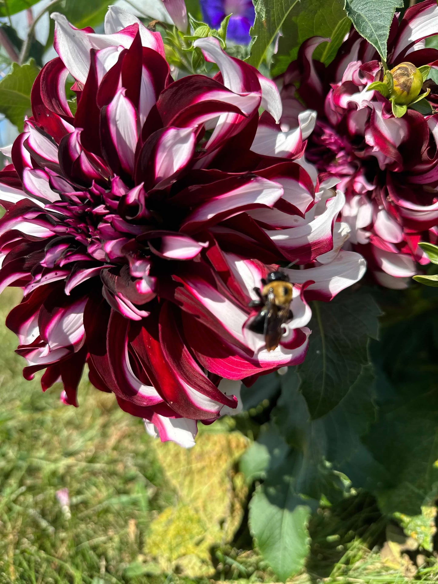 Dinner Plate Dahlia