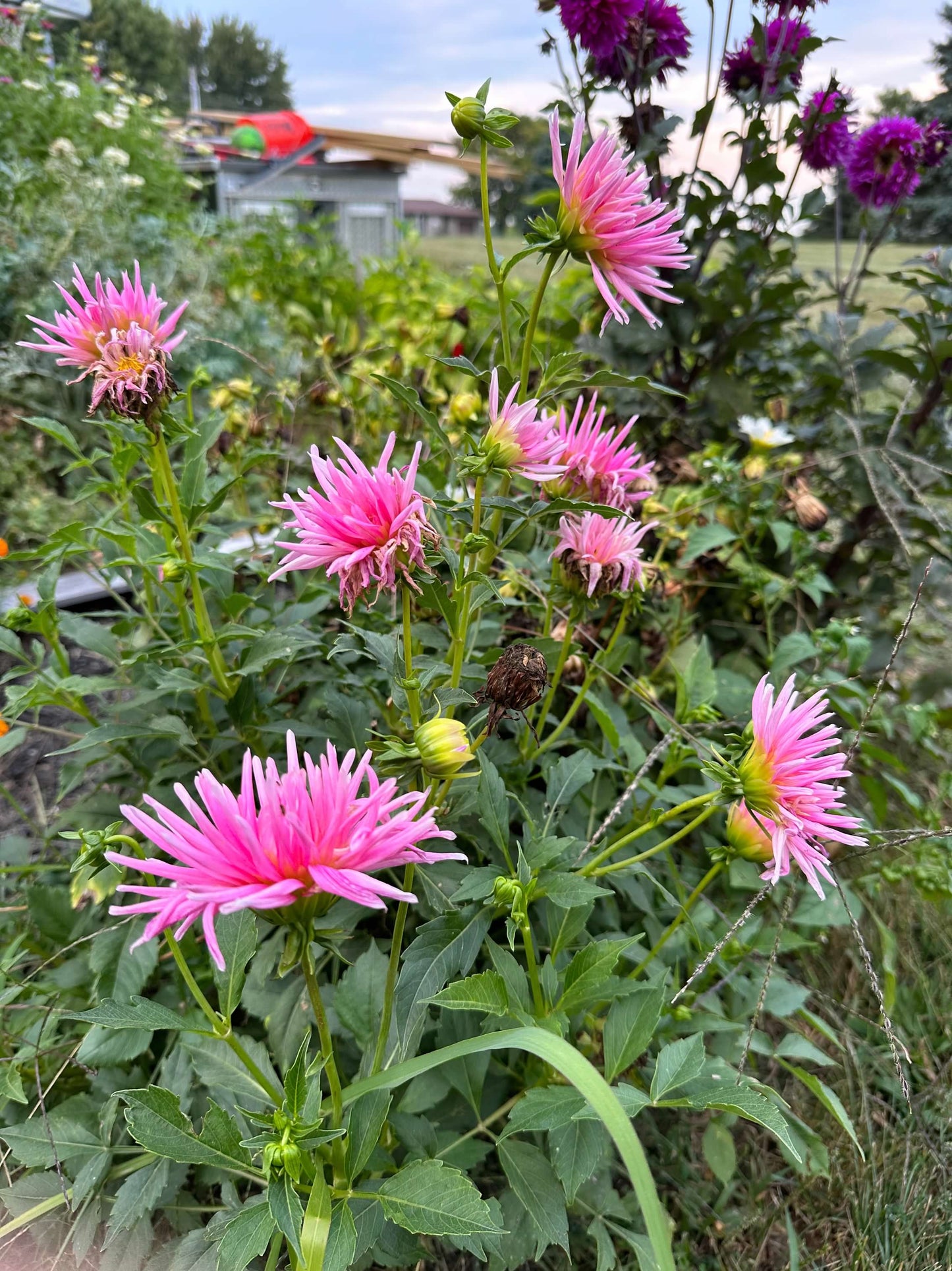 Cactus Dahlia