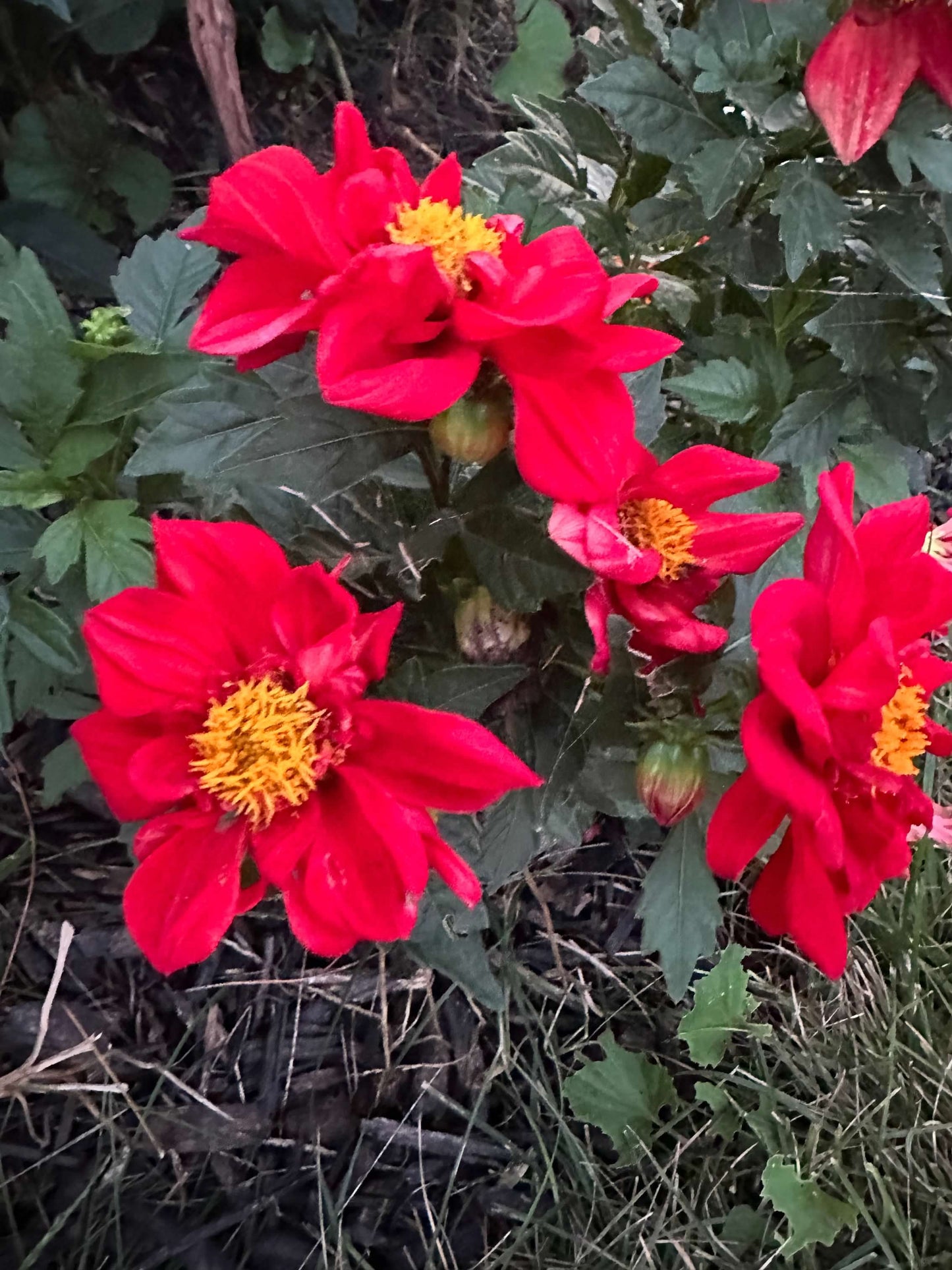 Standard Dahlia