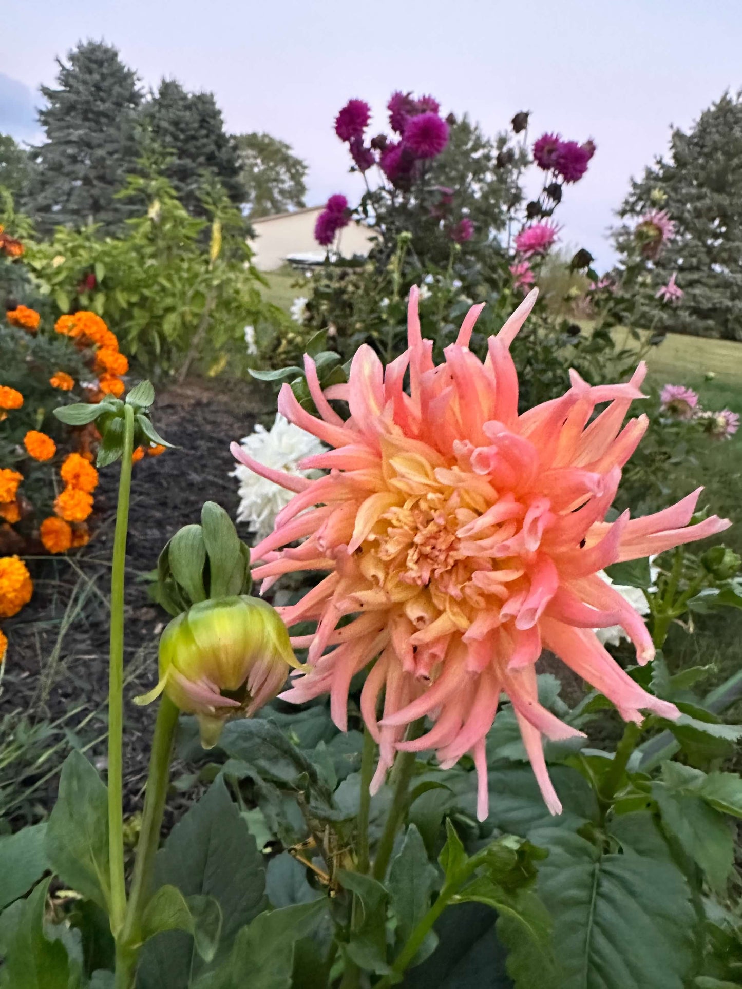 Cactus Dahlia