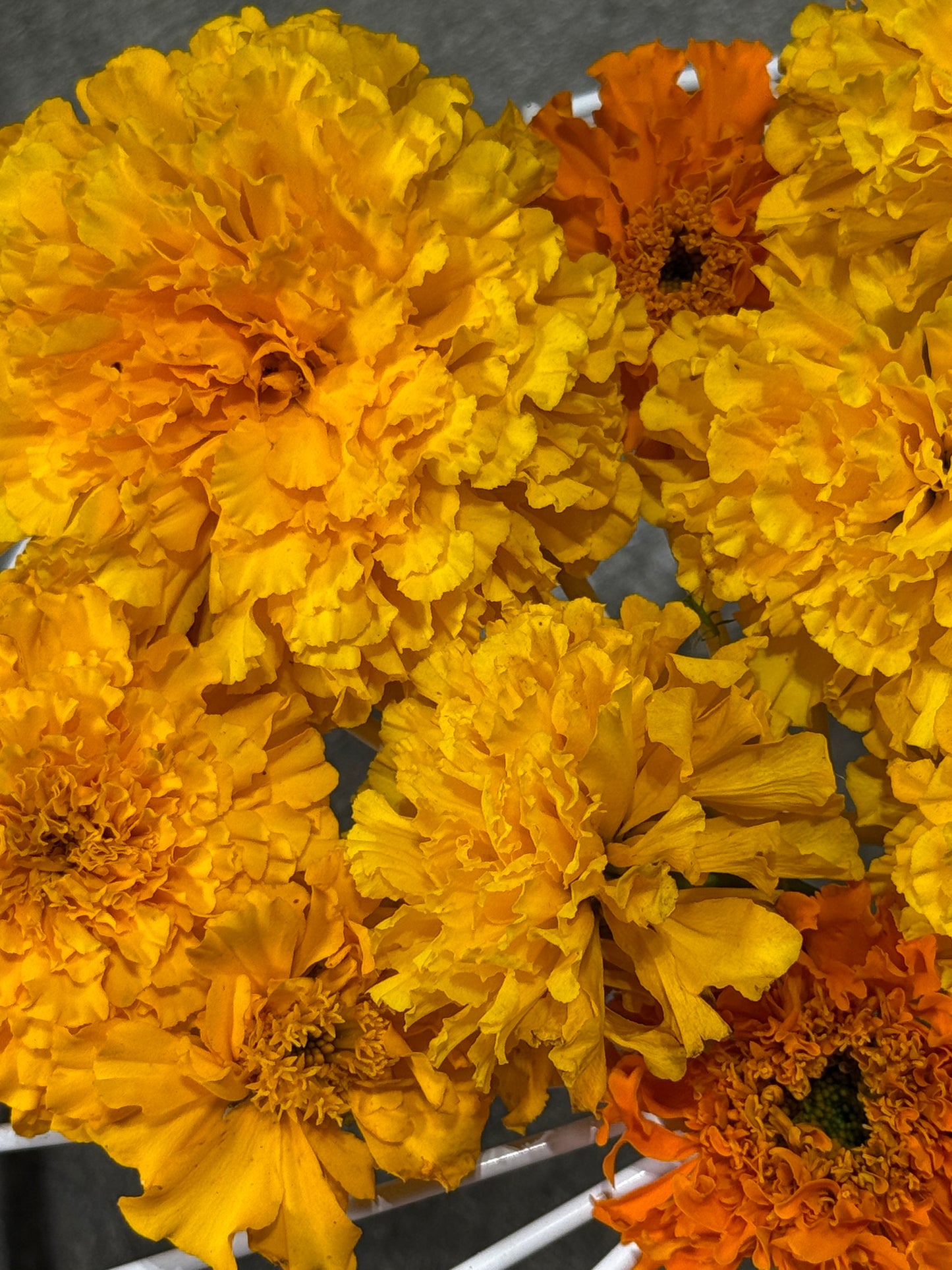 African Marigold Seeds