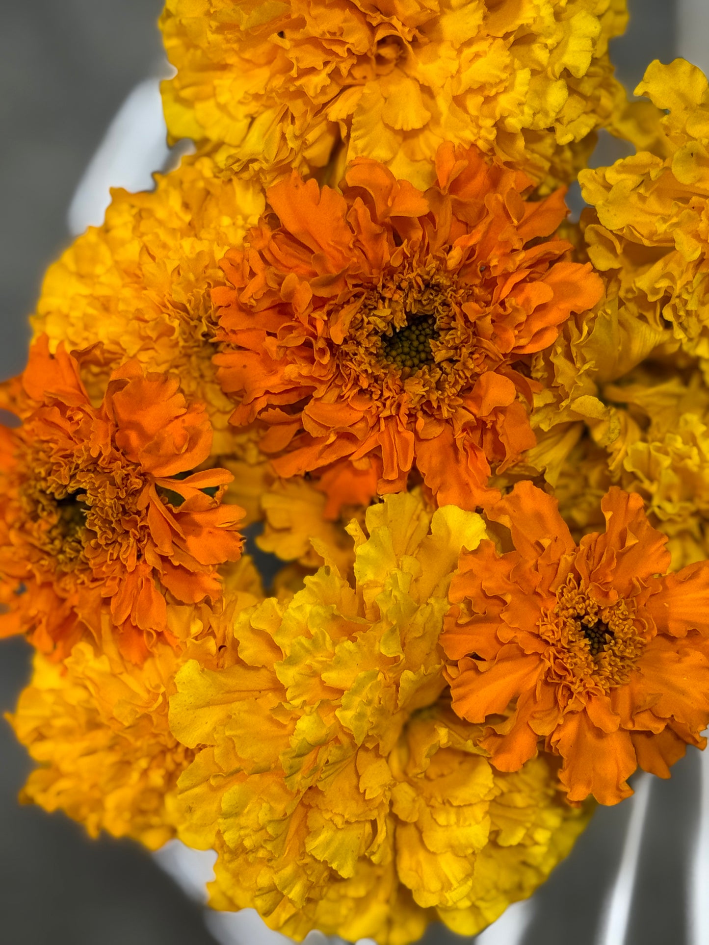 African Marigold Seeds