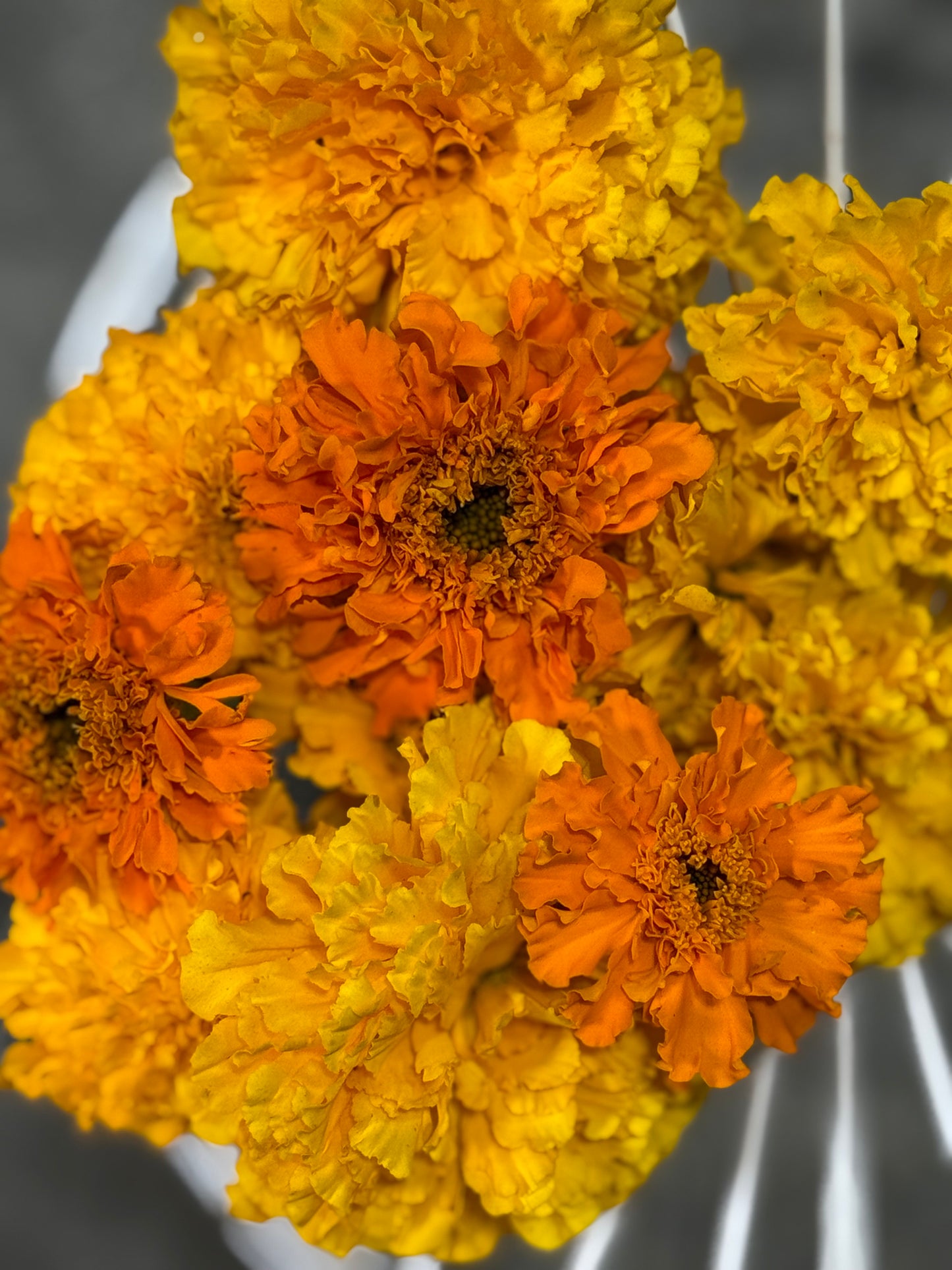 African Marigold Seeds