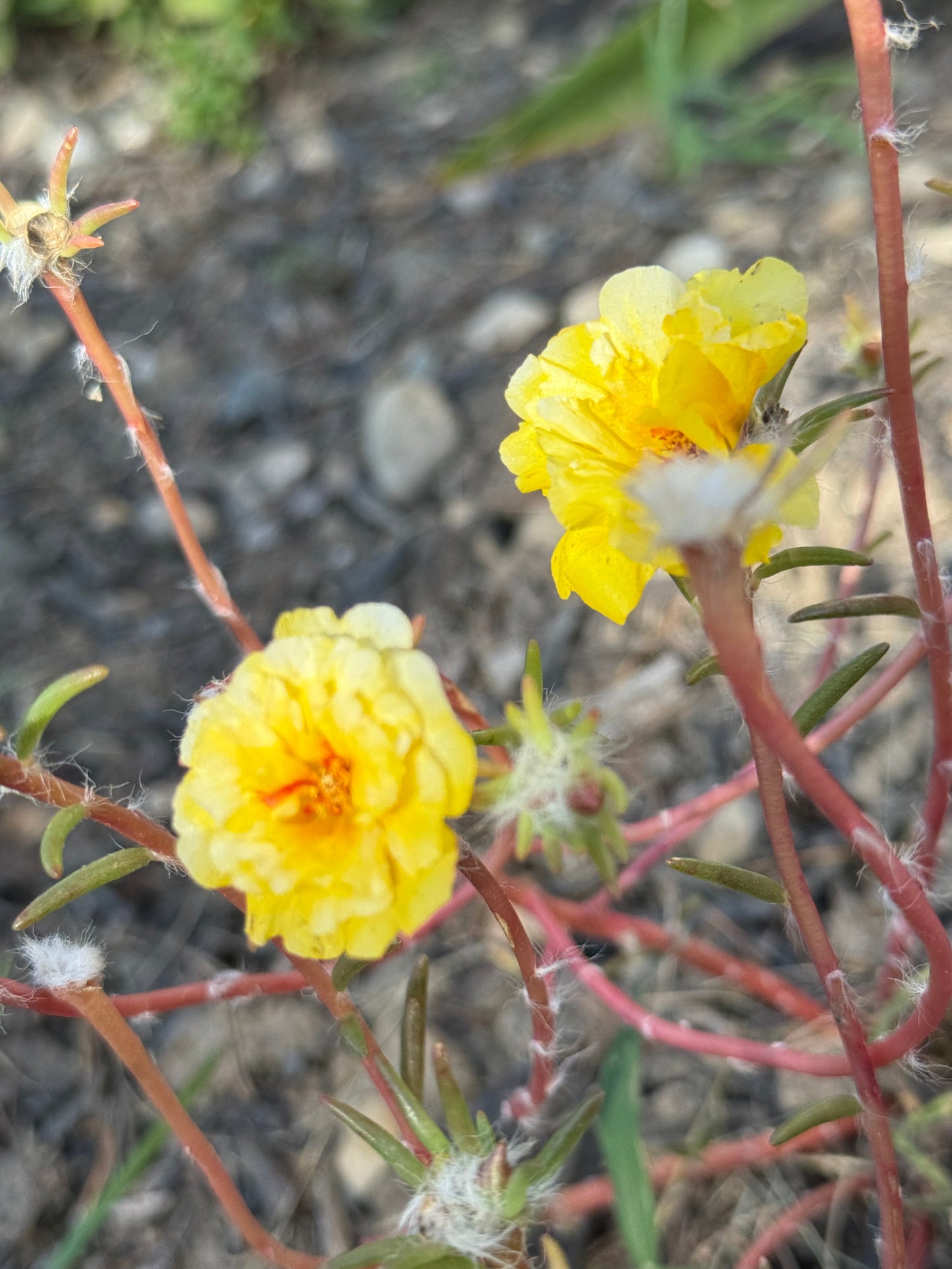 Portulaca Double (Moss Rose) Mix