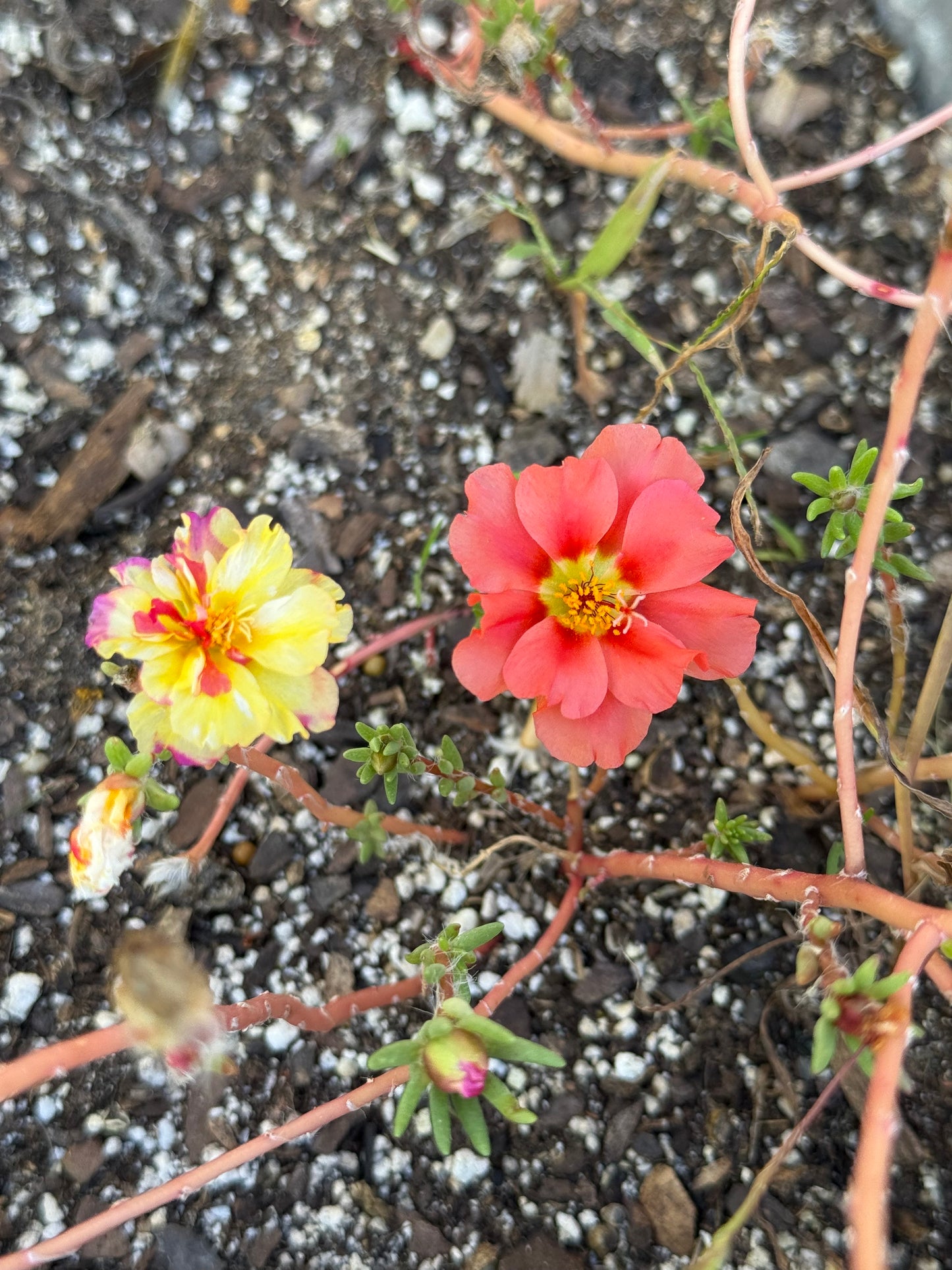 Portulaca Double (Moss Rose) Mix