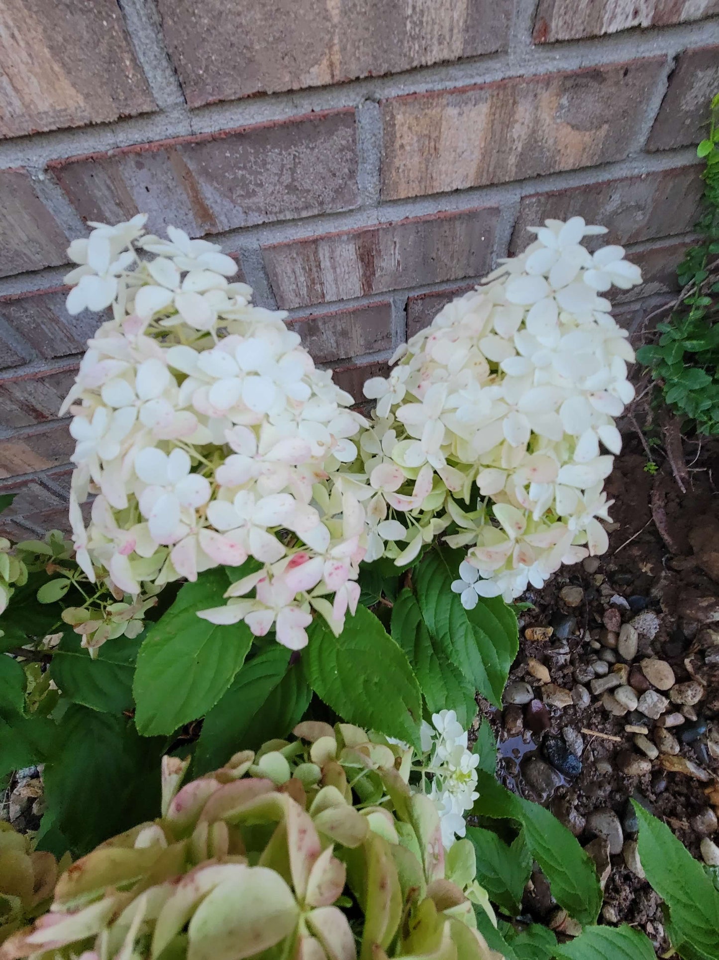 White and Green Hydrangea