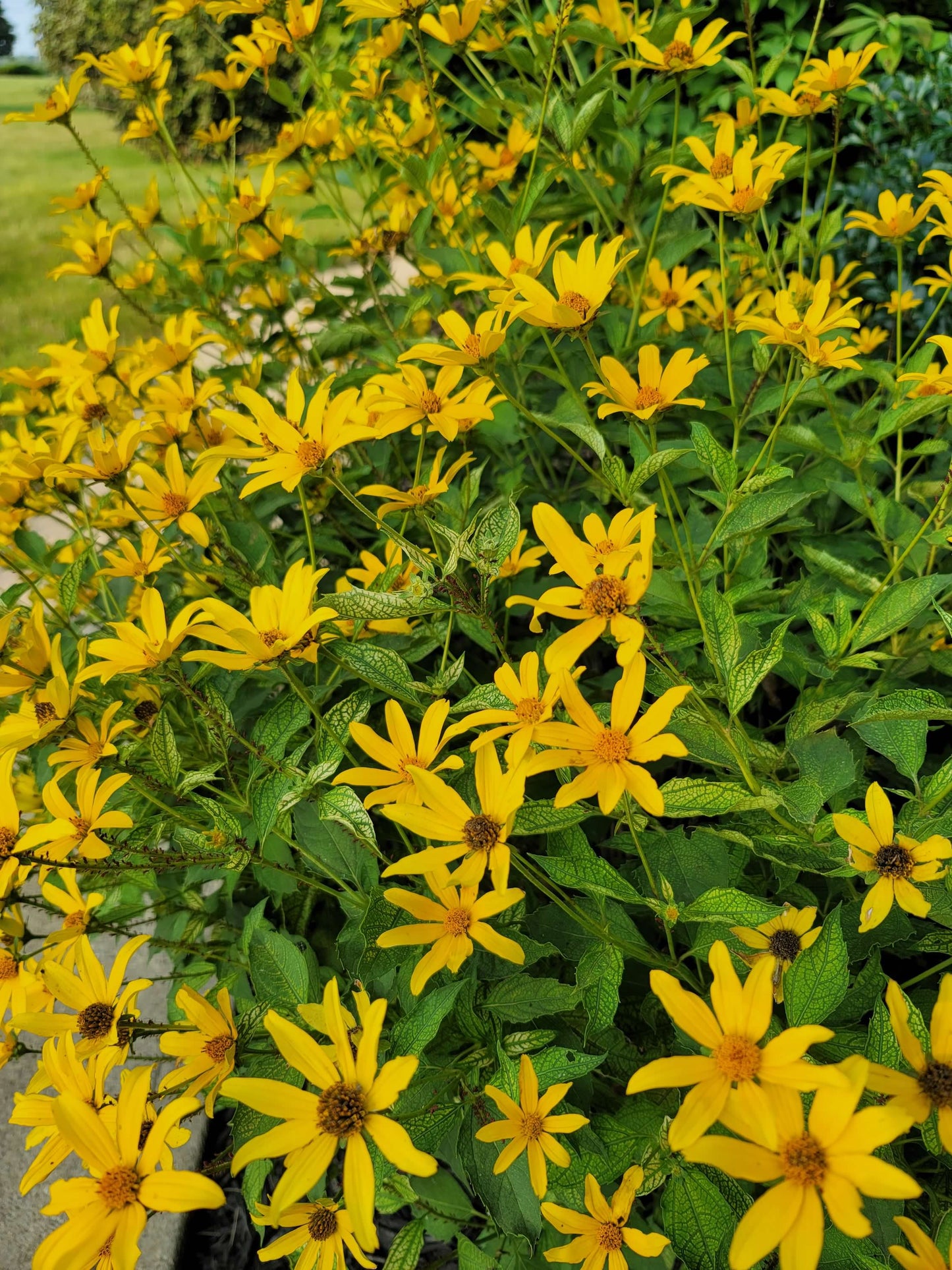 Sunstruck Heliopsis