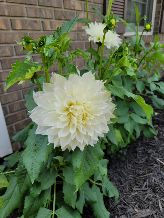 Dahlia Dinnerplate Snow Country