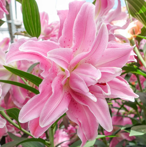 Lilium Double Oriental