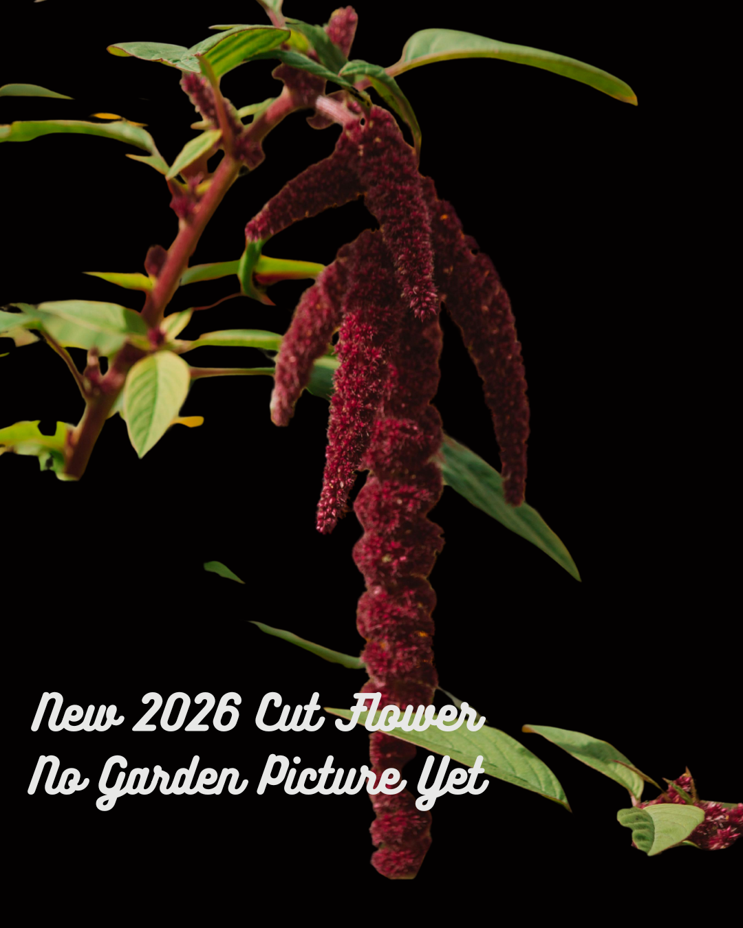 Hanging Amaranthus