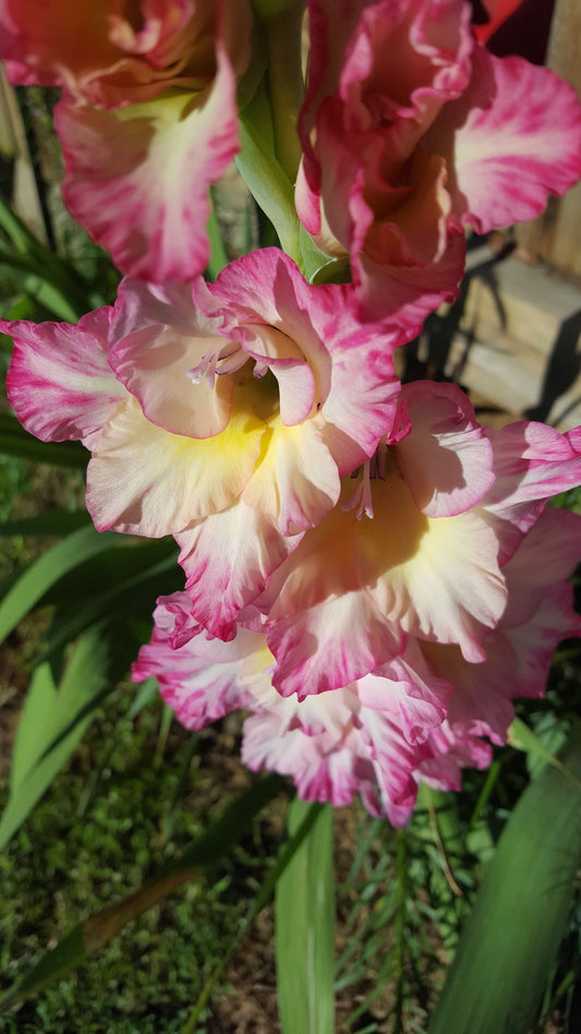 Gladiolus - Tout à Toi