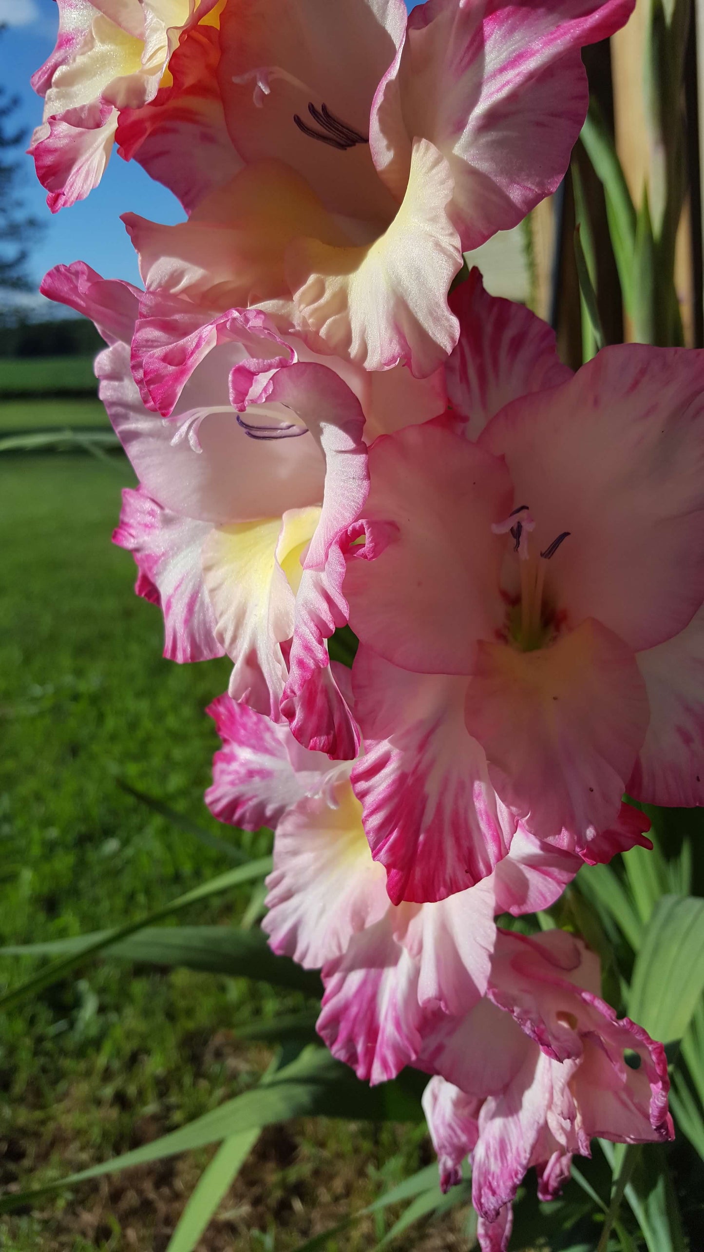 Gladiolus - Tout à Toi