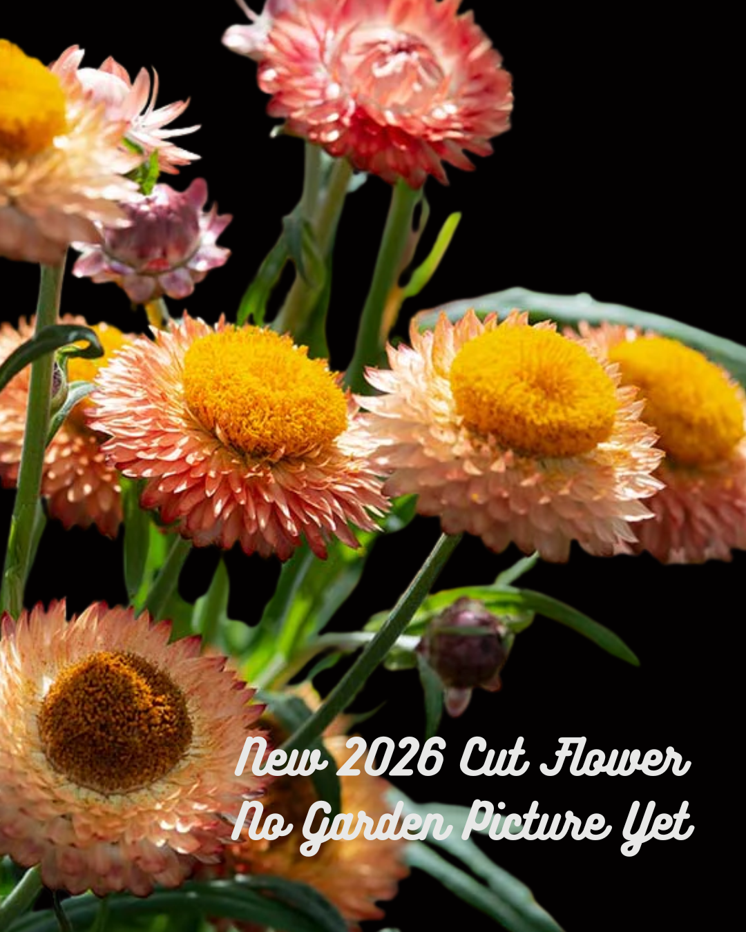Strawflower