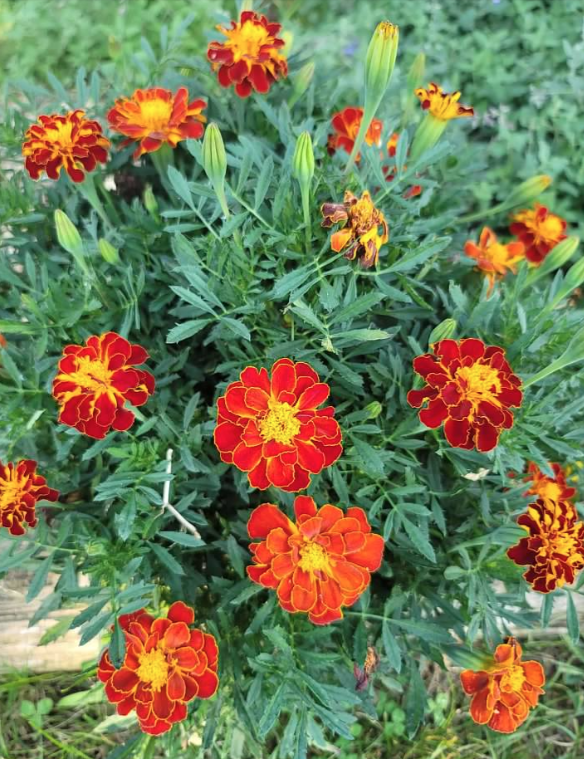 Marigold Mix Seeds