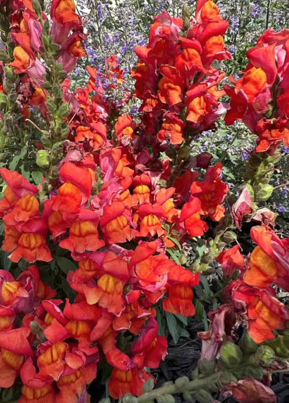 Orange Wonder Snapdragon Seeds