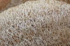 Loofah (Luffa) Gourd