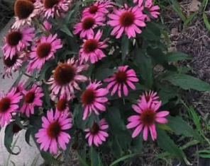Coneflower (Echinacea)