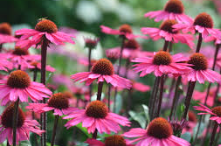 Coneflower (Echinacea)