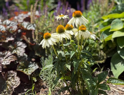 White Coneflower (Echinacea) Seeds