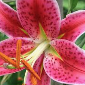 Lilium Oriental Stargazer