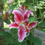 Lilium Oriental Stargazer