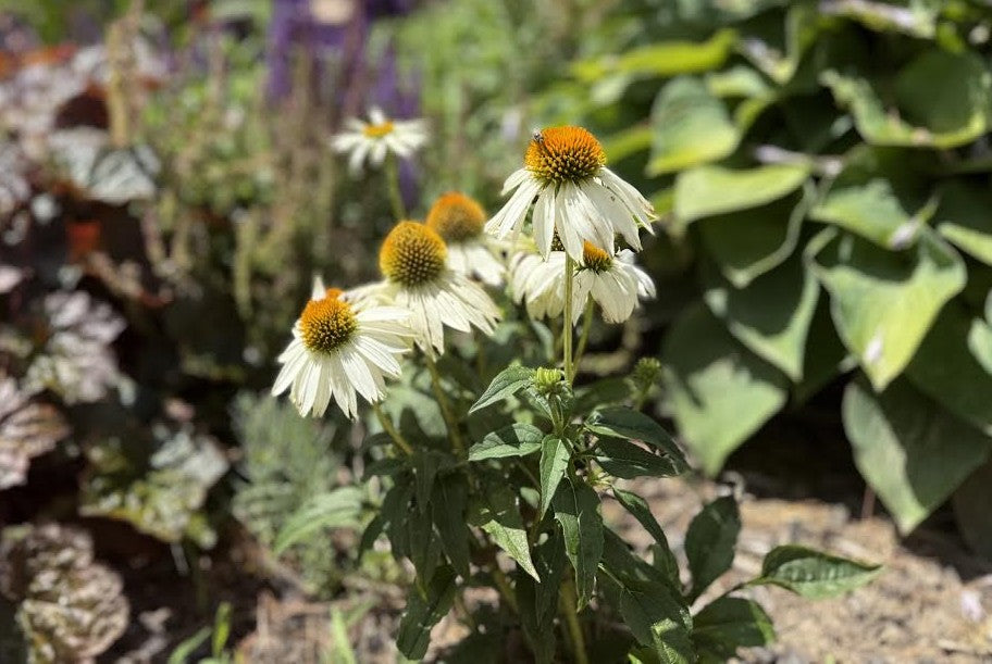 White Coneflower (Echinacea) Seeds