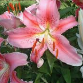 Lilium Oriental Woodriff’s Memory