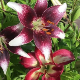 Lilium Burgundy Double Sensation