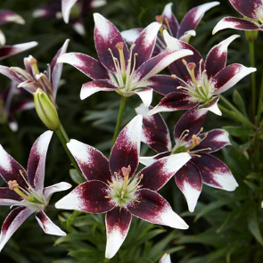 Lilium Burgundy Double Sensation