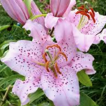 Lilium Curly Sue