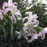 Lilium Curly Sue