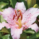Lilium Curly Sue