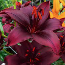 Lilium Asiatic Mapira