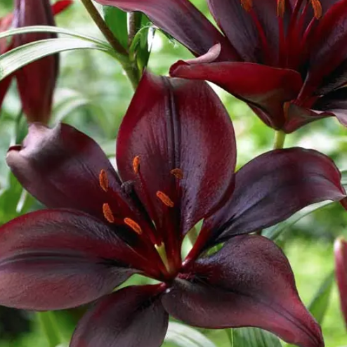 Lilium Asiatic Mapira
